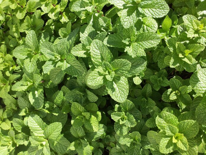 mint benefits for health