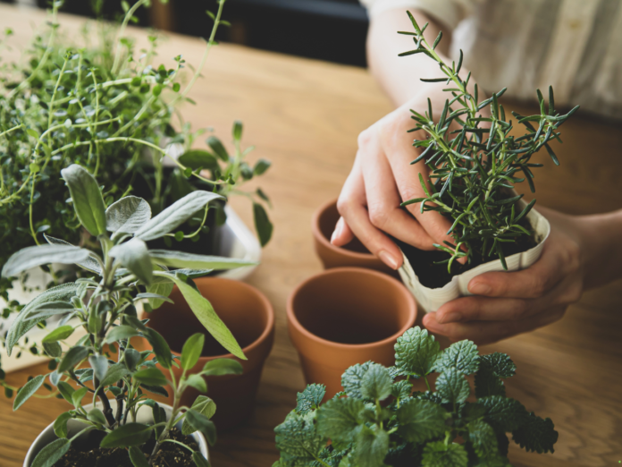 Indoor Plants