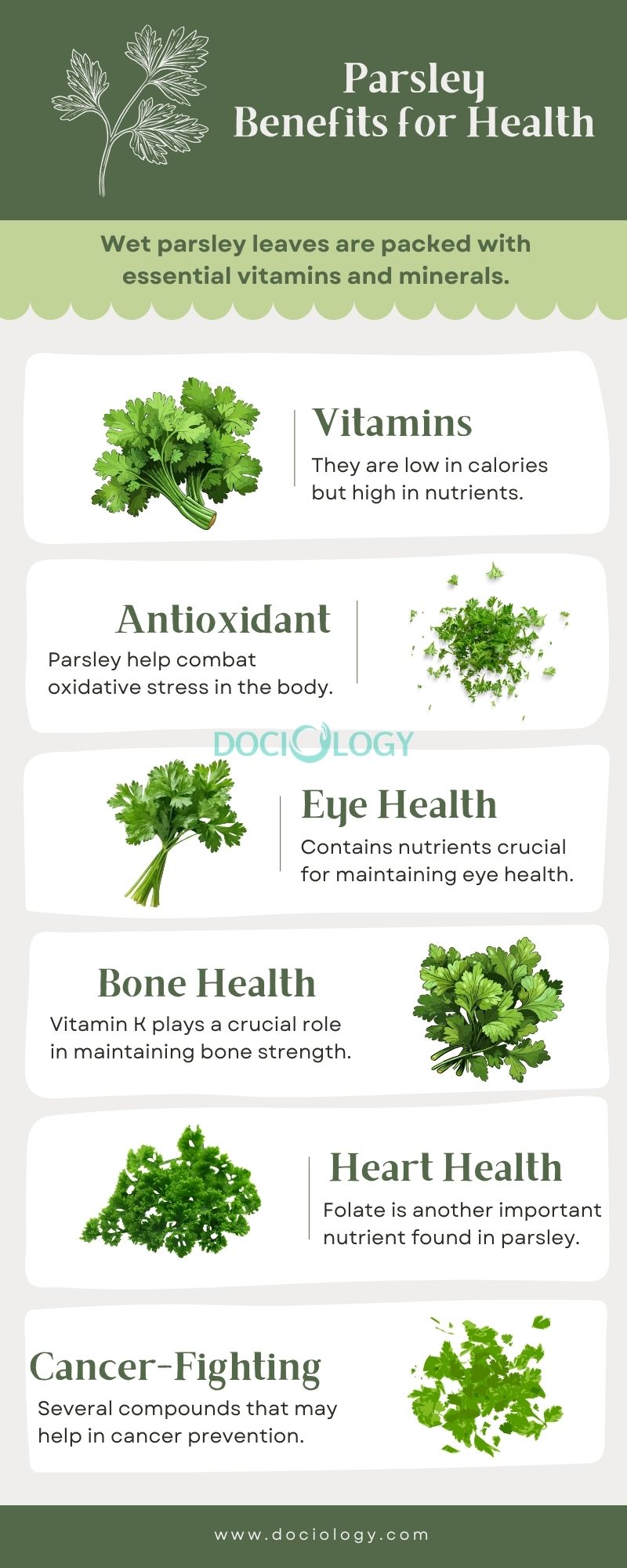 Parsley Benefits For Health Nutrition And Uses Dociology Parsley Benefits For Health Nutrition And Uses Dociology